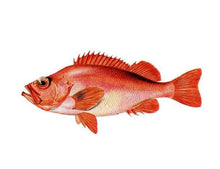 Load image into Gallery viewer, Ocean Perch REDFISH-Fil-Nova Scotia-SkOn_20 U/CS
